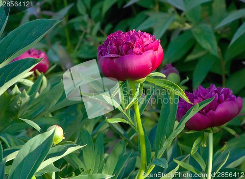 Image of Pink Japanese Peony