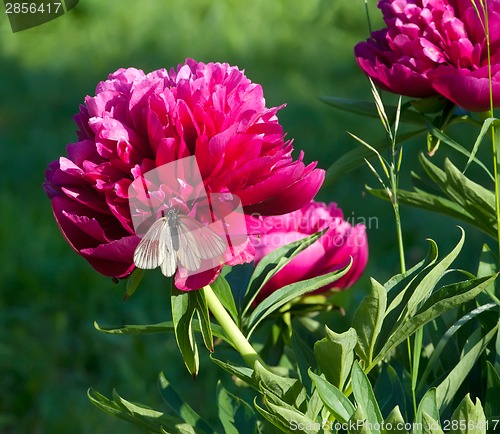 Image of Pink Japanese Peony with butterfly