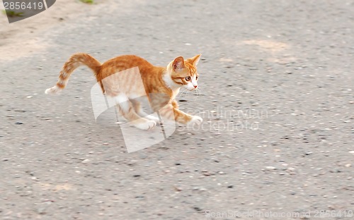 Image of Runnig cat