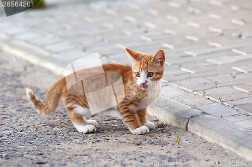 Image of Cat playing on a road