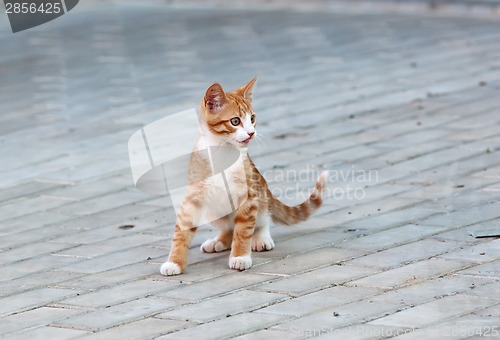 Image of Cat playing on a road