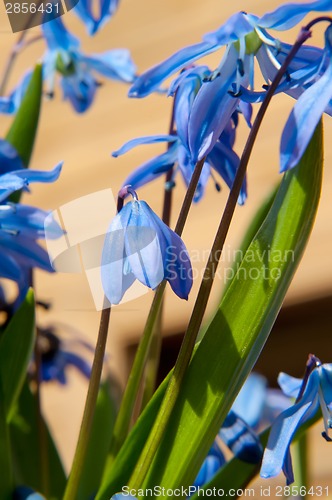 Image of Scilla siberica