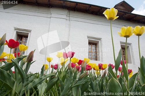 Image of Walls and flowers