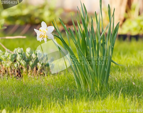 Image of White narcissus