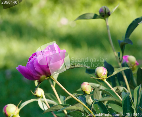 Image of Pink Japanese Peony