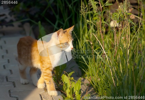 Image of Little kitten walk