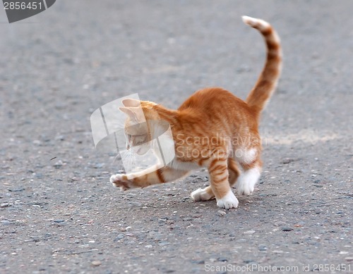 Image of Cat hunting for mosquito