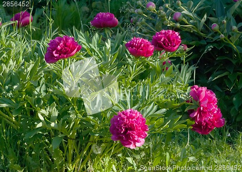 Image of Peonies blooming in the garden