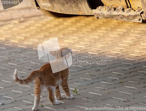 Image of Curios cat
