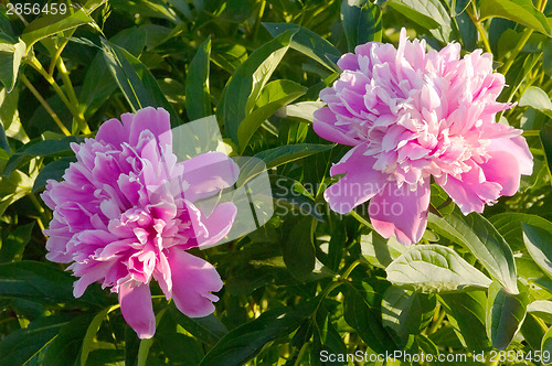 Image of Peony