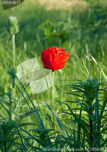 Image of Poppy Flowers