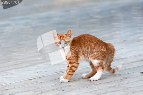 Image of Cat playing on a road