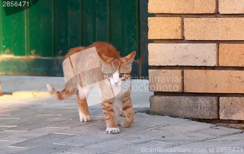 Image of Little kitten