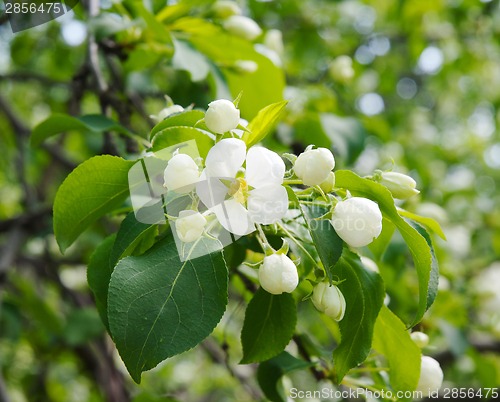 Image of Apple tree in bloom on spring