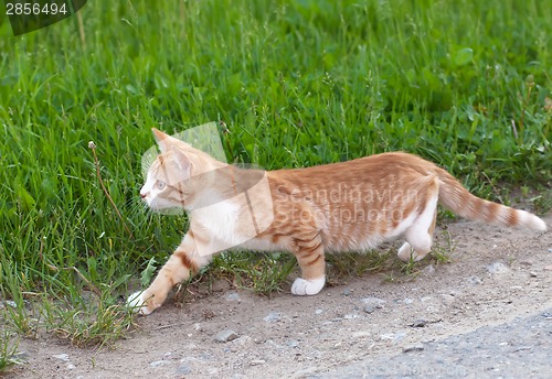 Image of Little kitten hunting