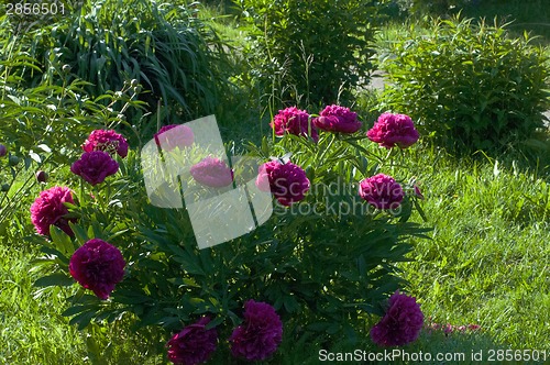 Image of Peonies blooming in garden