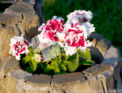 Image of petunias in a pot