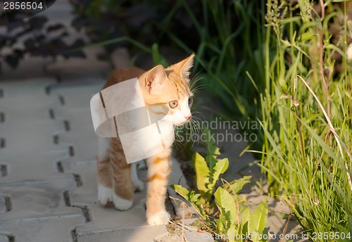 Image of Little kitten walk