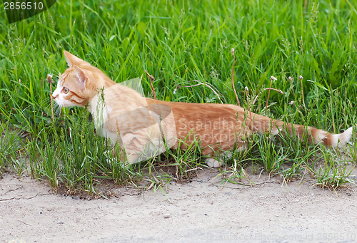 Image of Little kitten hunting