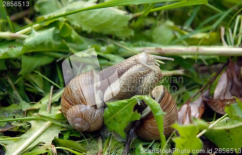 Image of Two snails kissing