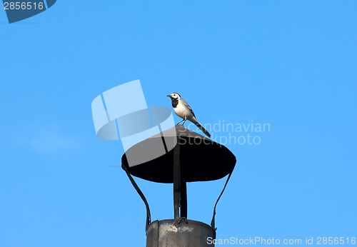 Image of Pied Wagtail - Motacilla alba