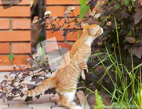 Image of Little kitten sniff