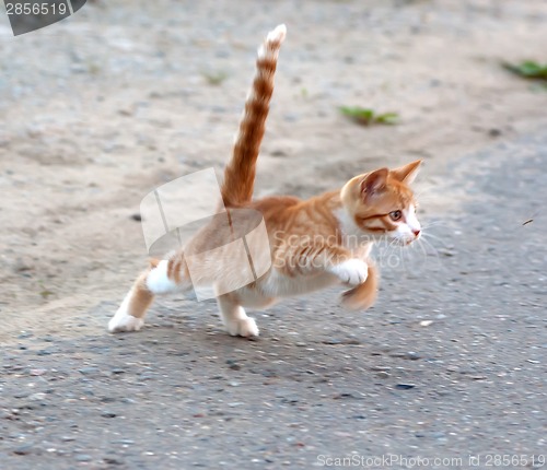 Image of Cat hunting for mosquito