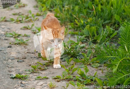 Image of Walking pussy cat