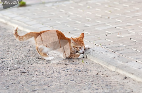 Image of Cat playing on a road