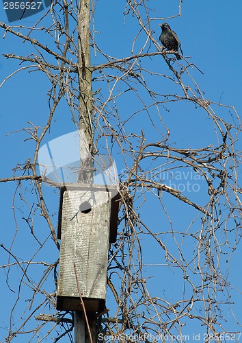 Image of Starling near it's house