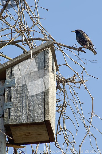 Image of Starling near it's house