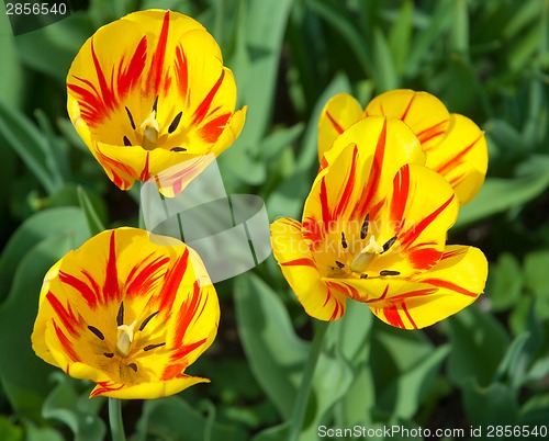Image of Tulip flower
