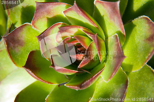 Image of Image of green sempervivum plant