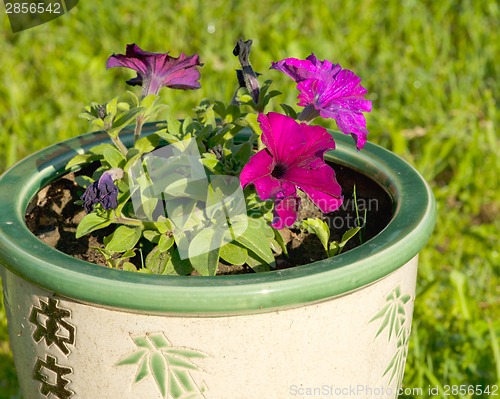 Image of Petunias in pot