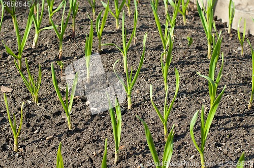 Image of Sprouts of garlic