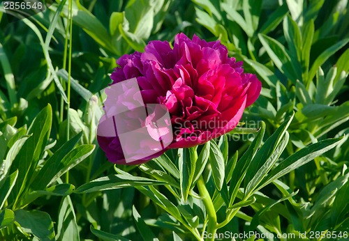 Image of Pink Japanese Peony