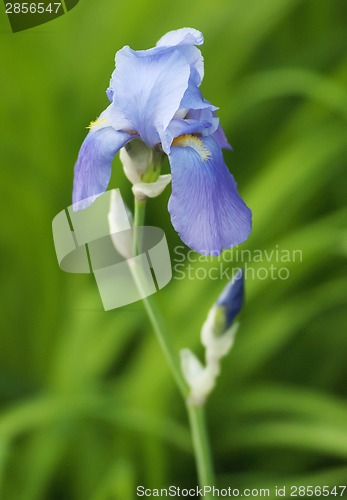 Image of Irises blossoming