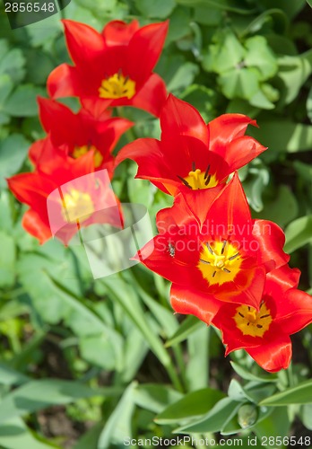 Image of Red tulip flower