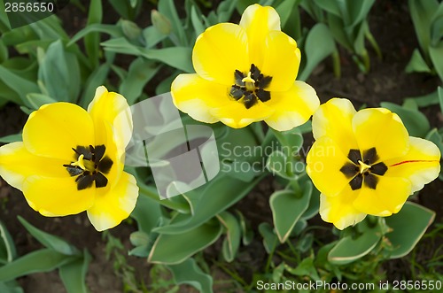 Image of Yellow tulip flower