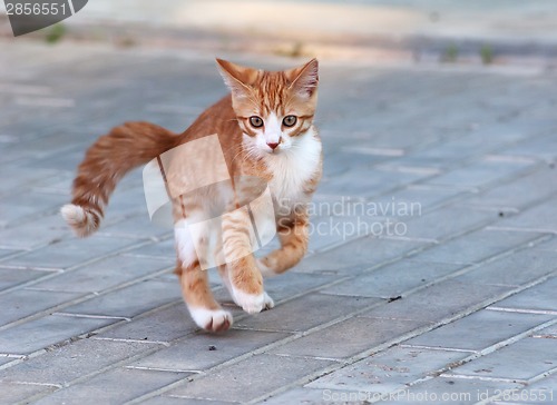 Image of Little kitten jump