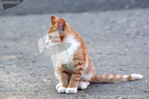 Image of Little kitten sit on a road