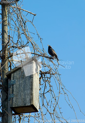 Image of Starling near it's house