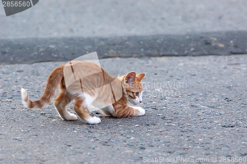 Image of Little kitten play