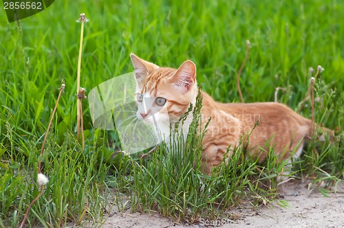 Image of Little kitten hunting