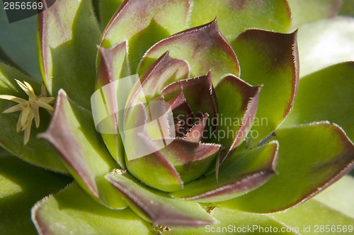 Image of Image of green sempervivum plant