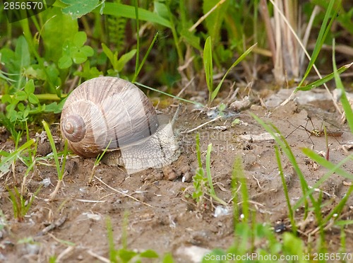 Image of Grape snail