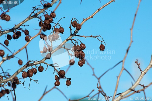 Image of Dried hawthorn