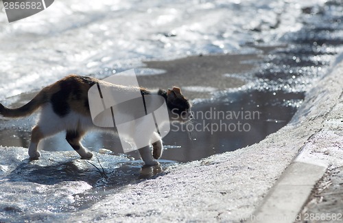Image of cat walking in snow road