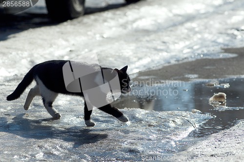 Image of cat walking in snow road