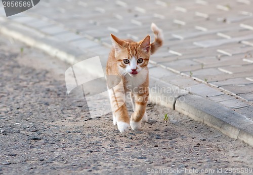 Image of Little kitten jump